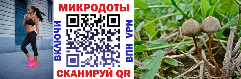 Галлюциногенные грибы Psilocybine cubensis Пойковский